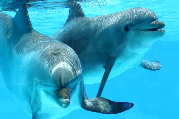 Swim with the Dolphins